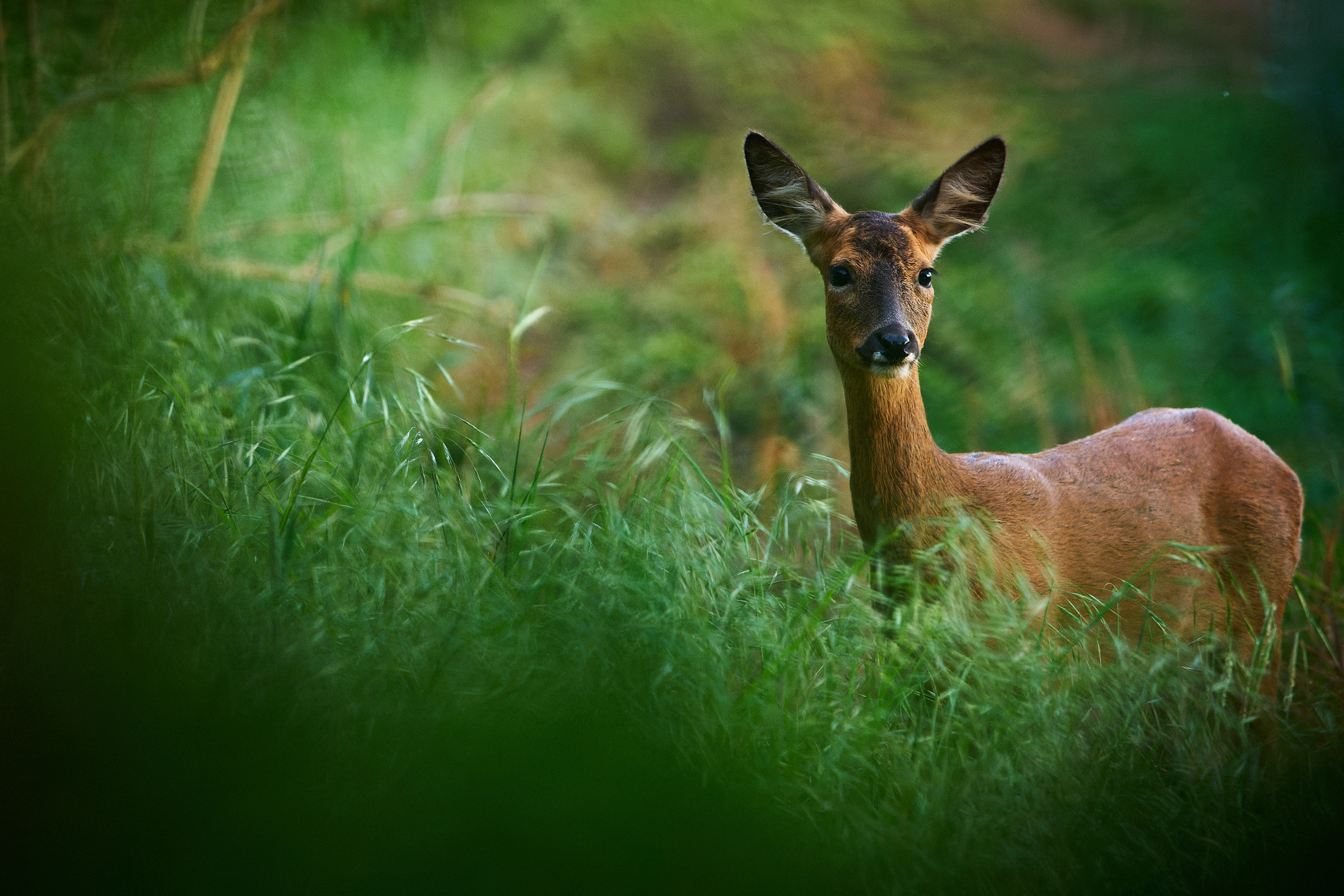 roe deer at dusk